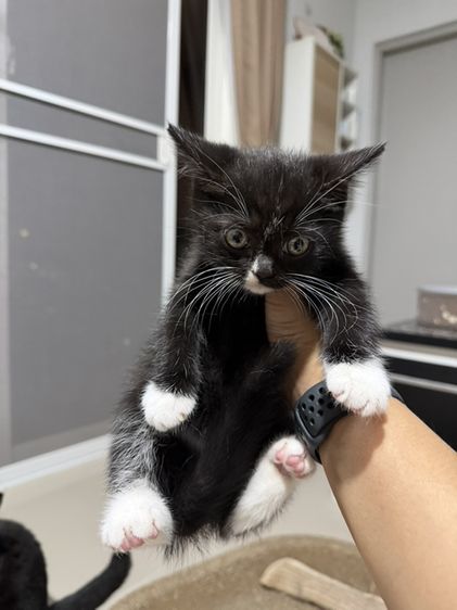 บริติช ชอร์ตแฮร์ (British Shorthair) บริติช ช๊อตแฮร์เพศเมีย