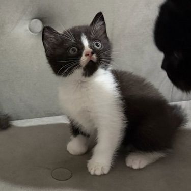 บริติช ชอร์ตแฮร์ (British Shorthair) บริติชช๊อตแอร์ เพศผู้