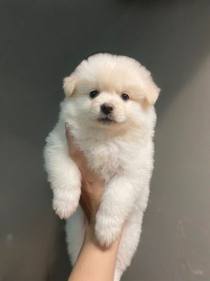 ปอมเมอเรเนียน (Pomeranian) เล็ก ลูกปอม อายุ 50 วัน ถ่ายพยาธิกับฉีดวัคซีนแล้ว
