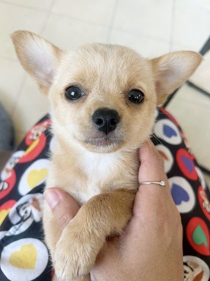 ชิวาวา (Chihuahua) เล็ก ชิวาวา อายุ49วัน 1000 