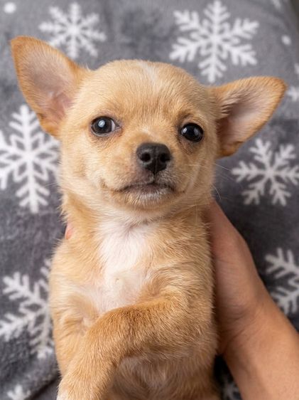 ชิวาวา (Chihuahua) เล็ก ชิวาวาขนสั้นแท้ อายุ48วัน 1000บาท