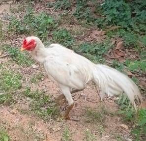 เจ้าขาวสีขาวหายาก ปรับปรุงสายพันธุ์มาแล้ว  ไก่ขนพม่ารุ่นหนุ่ม เหล่าม้าล่อ ตีหูตีตา รอยสวยสูง รอยจะใหญ่ถึง3-4 สนใจสั่งได้
