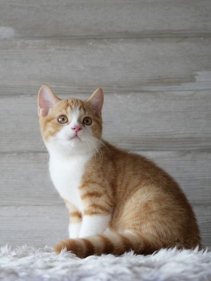 บริติช ชอร์ตแฮร์ (British Shorthair) แมวสายพันธุ์บริติชช๊อตแฮร์(WCF)สีเรดไวท์