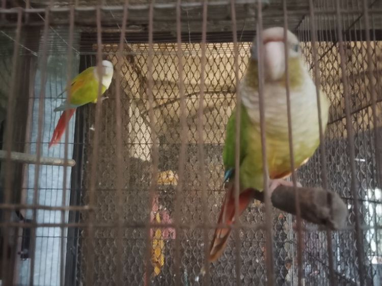 ไดลูทสปริทซันชีคผู้ พายแอปเปิ้ลเมีย