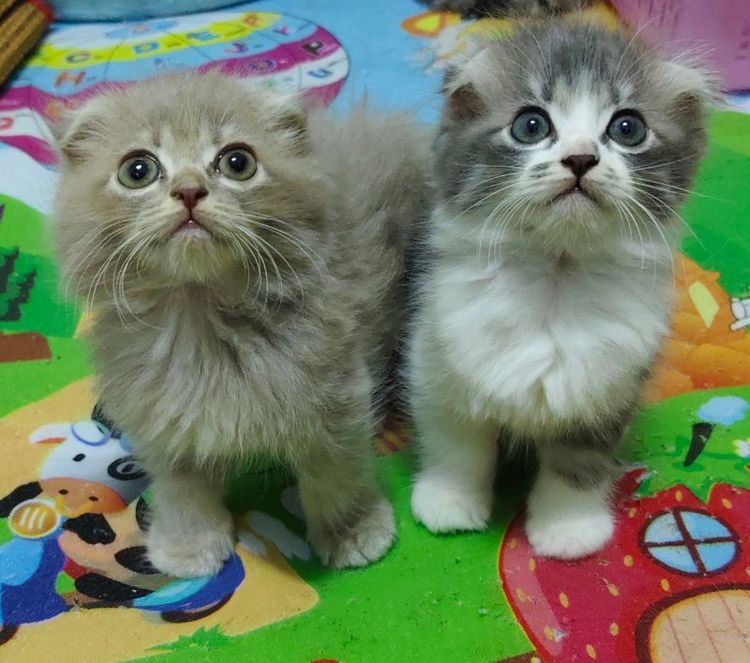 ขายแมวสก็อตติชสีน้ำตาลไลแลคเพศหญิงสีขาวเทาเพศชาย
