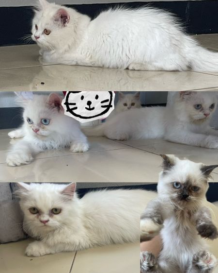 แมวเปอร์เซีย