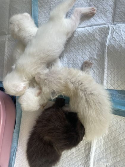 แมวเปอร์เซีย