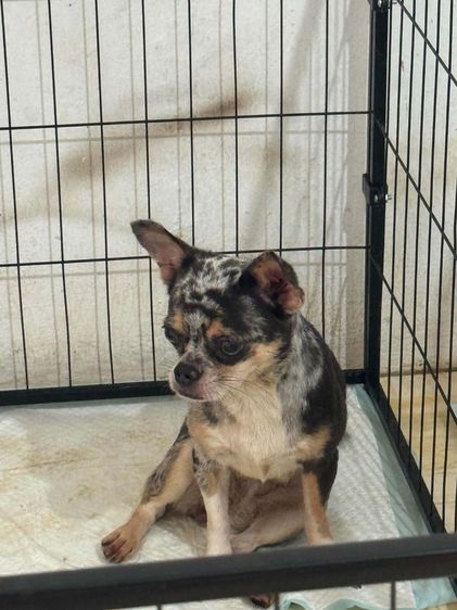 ชิวาวา (Chihuahua) เล็ก ชิวาวาแท้