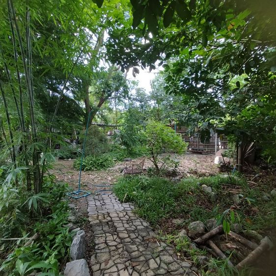 ขายที่ดินสวยดอยดินแดง นางแล เชียงราย (มีโฉนดพร้อมโอน)
