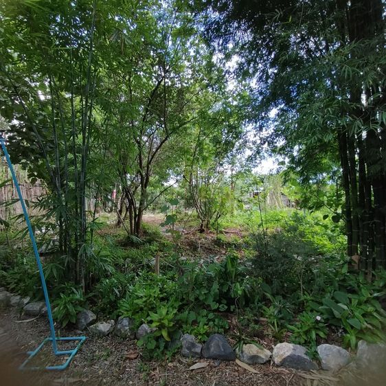 ขายที่ดินสวยดอยดินแดง นางแล เชียงราย (มีโฉนดพร้อมโอน) รูปที่ 3