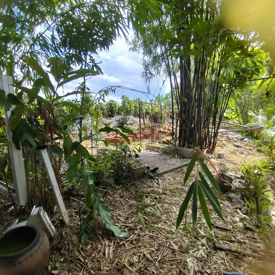 ขายที่ดินสวยดอยดินแดง นางแล เชียงราย (มีโฉนดพร้อมโอน) รูปที่ 4