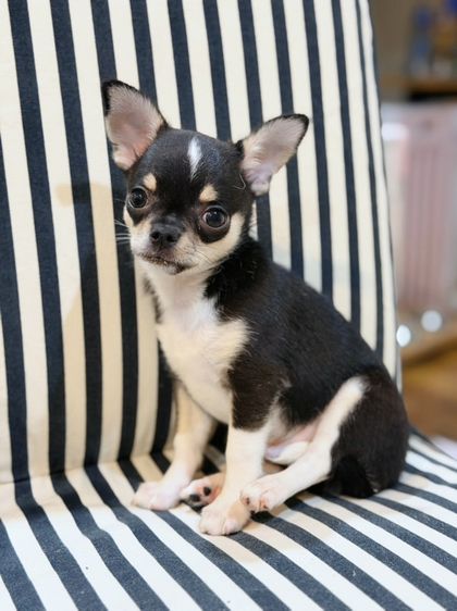 ชิวาวา (Chihuahua) เล็ก ชิวาว่าขนสั้น