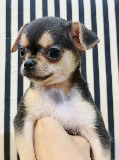 ชิวาวา (Chihuahua) เล็ก ชิวาว่าขนสั้น เพศเมีย