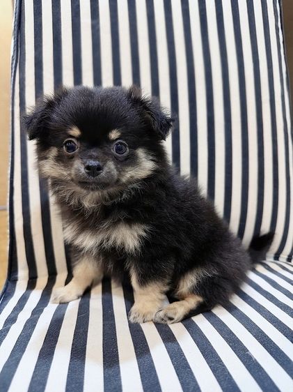 ชิวาวา (Chihuahua) เล็ก ชิวาว่า ขนยาว เพศเมีย