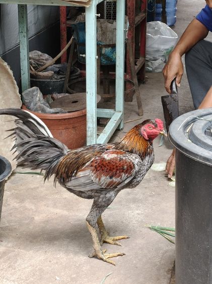 1200 พม่า 8 เดือน รอย 2.5-2.6 ไก่อยู่ สูงเนิน โคราช ครับ นัดรับได้ครับ กุดจิก ขามทะเลสอ   สายหนุ่มโรงหมี่ ชั้นหลานดาวตอแดง+ สายแม่สเรียง แข้งหน้าดีครับ