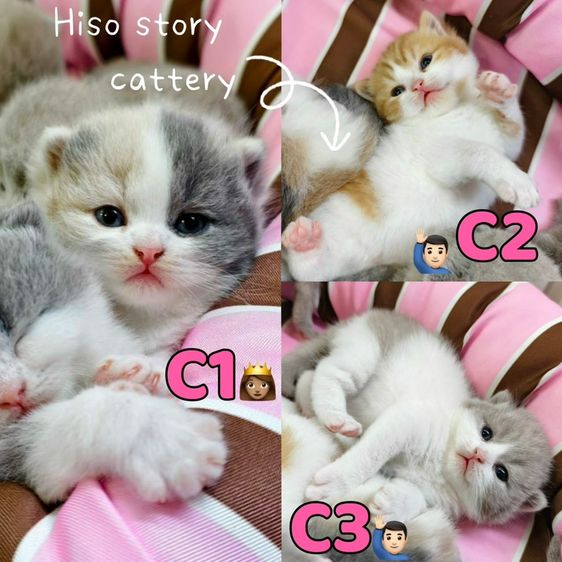 🐻 [เปิดจอง/หาบ้าน] British Shorthair คุณภาพสายเลือดดี หน้าหมี โครงสร้างตัน 🐻