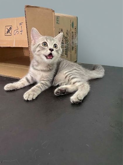 สก็อตติช โฟลด์ (Scottish Fold) แมวสก็อตติช