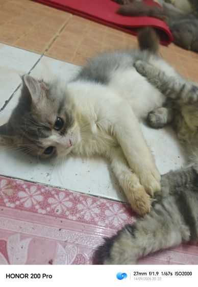 น้องจูรี่​สาวน้อยน่ารัก รูปที่ 3