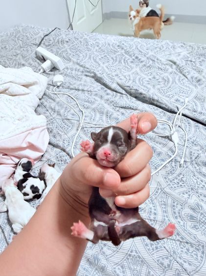 ชิวาวา (Chihuahua) เล็ก เปิดจองลูชิวาว่า