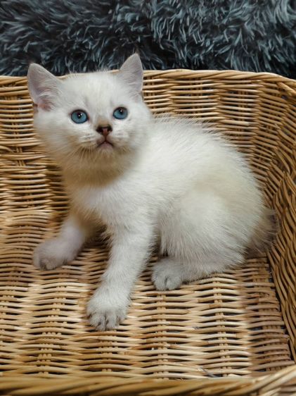 บริติช ชอร์ตแฮร์ (British Shorthair) บริติช แบ่งเลี้ยงด่วน