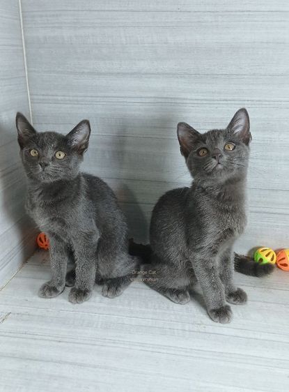 โคราช (Korat) แมวโคราช แมวสีสวาด แมวสีเทา เพศผู้ คะวัคซีนแล้ว1เข็มก่อนย้ายตรวจหัดแมวฟรีรับประกันเอดส์แมวกับรูคีเมียคะ
