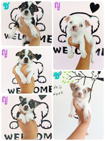 ชิวาวา (Chihuahua) เล็ก ชิวาว่าแท้