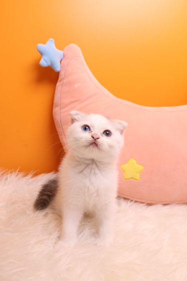 สก็อตติช โฟลด์ (Scottish Fold) SCOTTISH FOLD หูพับ แท้
