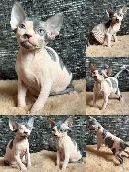 เด็กหญิงสฟิงซ์ Sphynx ขายาว ลายวัว เกิด 11/7/69