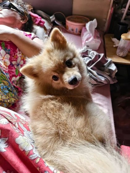ปอมเมอเรเนียน (Pomeranian) กลาง น้องปอม
