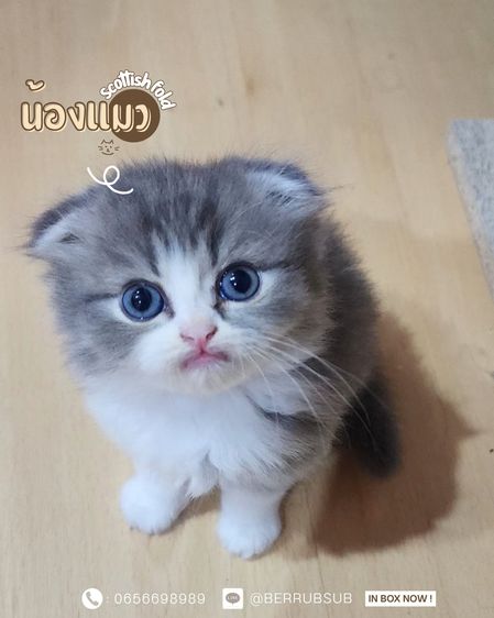 สก็อตติช โฟลด์ (Scottish Fold) แมวสก็อตติชโฟลด์ หูพับ