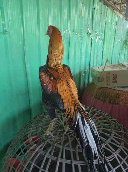 ไก่เหลืองหางขาว