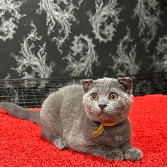 สก็อตติช โฟลด์ (Scottish Fold) ลูกแมว สก็อตติชโฟลด์ สีบลู พร้อมย้าย