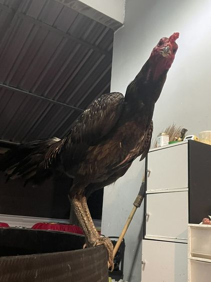 ไก่ชน