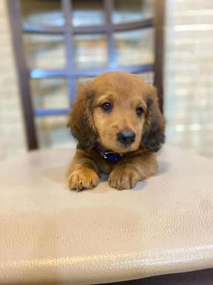 ดัชชุน (Dachshund) เล็ก ดัชชุน มินิ ขนยาว