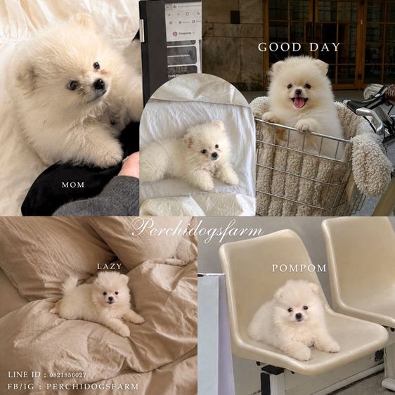 ปอมเมอเรเนียน (Pomeranian) กลาง ปอม