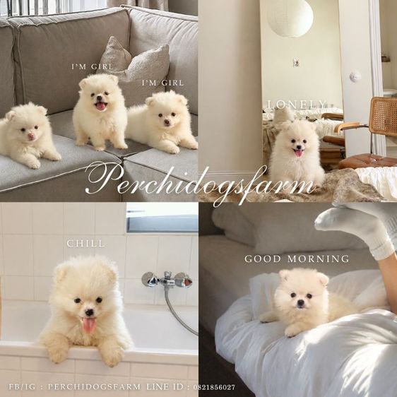 ลูกหมา ปอม หญิง รูปที่ 2