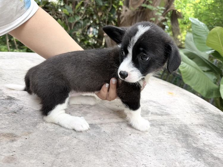 คอร์กี้ (Corgi) เล็ก ลูกหมา สุนัข คอร์กี้