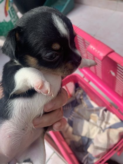 ชิวาวา (Chihuahua) เล็ก สุนัข