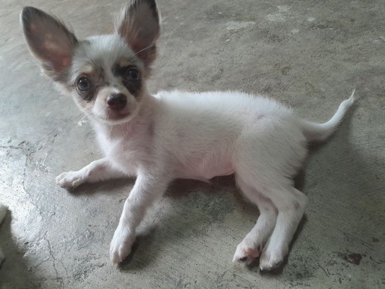 ชิวาวา (Chihuahua) เล็ก ชิวาว่าเพศเมีย