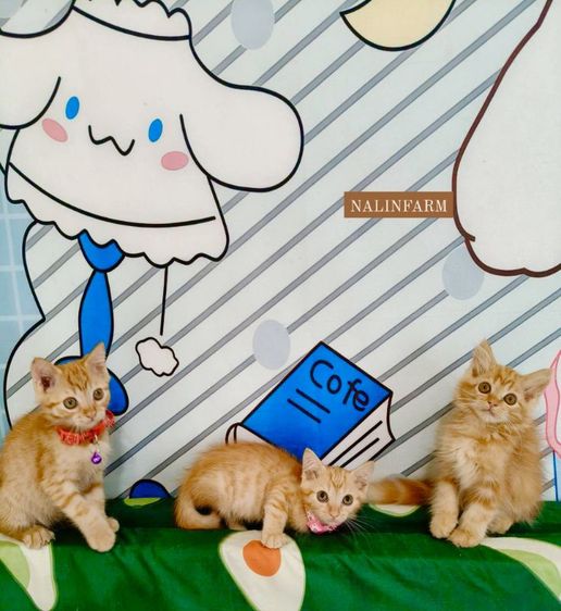 เปอร์เซีย (Persian) เปอร์เซียผสม