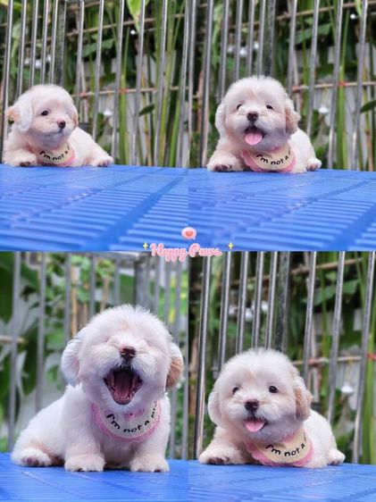 น้องชิสุ+มอลทีส