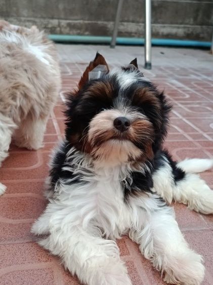 ยอร์คเชียร์ เทอร์เรีย (Yorkshire Terrier) เล็ก บีเวอร์ยอรคเชียร์หล่อมาก