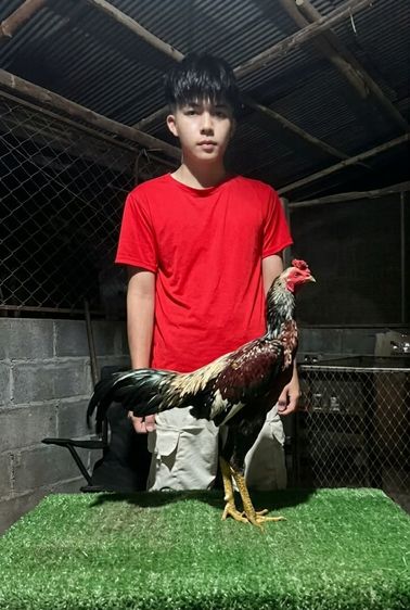 ไก่ชuพม่ารอยชu2.7เหลี่ยมหาช่องตีมีคลิปครับ