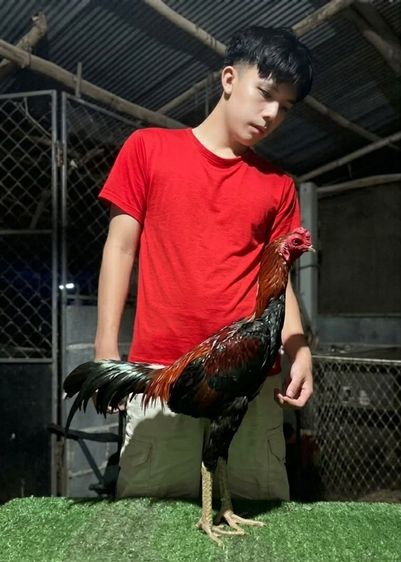 ไก่ชuพม่ารอยชน2.6เดินตีมีแข้งหน้าเด้งใส่มีคลิปครับ