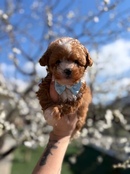 The smallest Korean Maltipoo babies