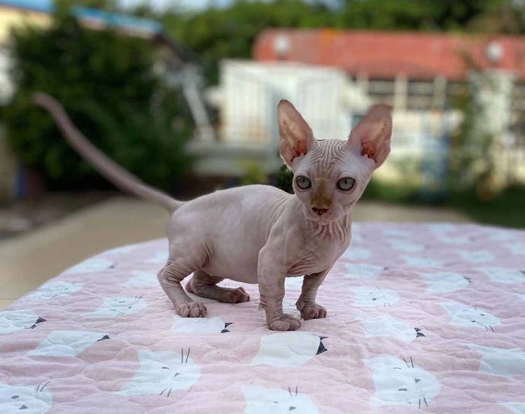 1.แมวแบมบิโน่ เพศผู้ Bambino Cat Male