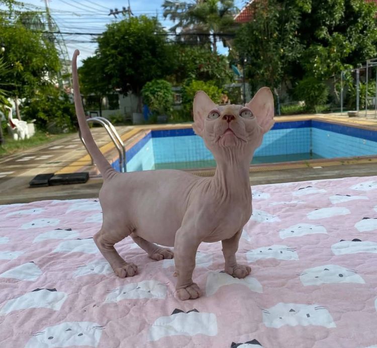 1.แมวแบมบิโน่ เพศผู้ Bambino Cat Male รูปที่ 2
