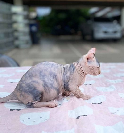 สฟิงซ์ (Sphynx) 3.แมวดเวล เพศเมีย Dwelf Cat Female