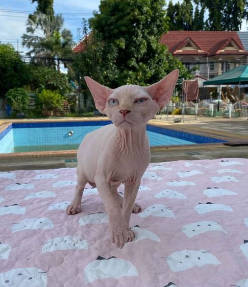 สฟิงซ์ (Sphynx) 4.แมวสฟิงซ์ เพศผู้ Sphynx Cat Male