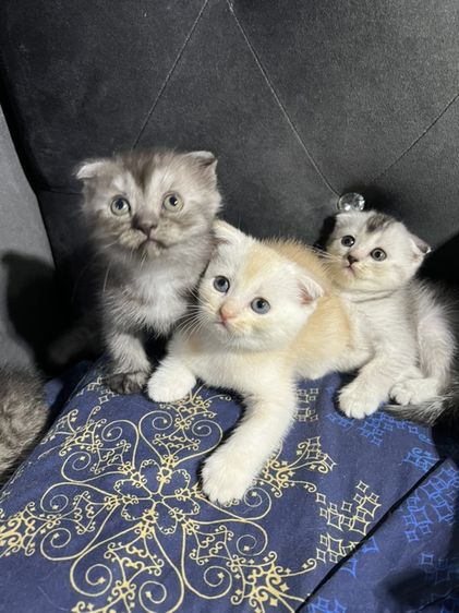 สก็อตติช โฟลด์ (Scottish Fold) หาบ้านให้เด็กๆ สก็อตติช โฟลด์